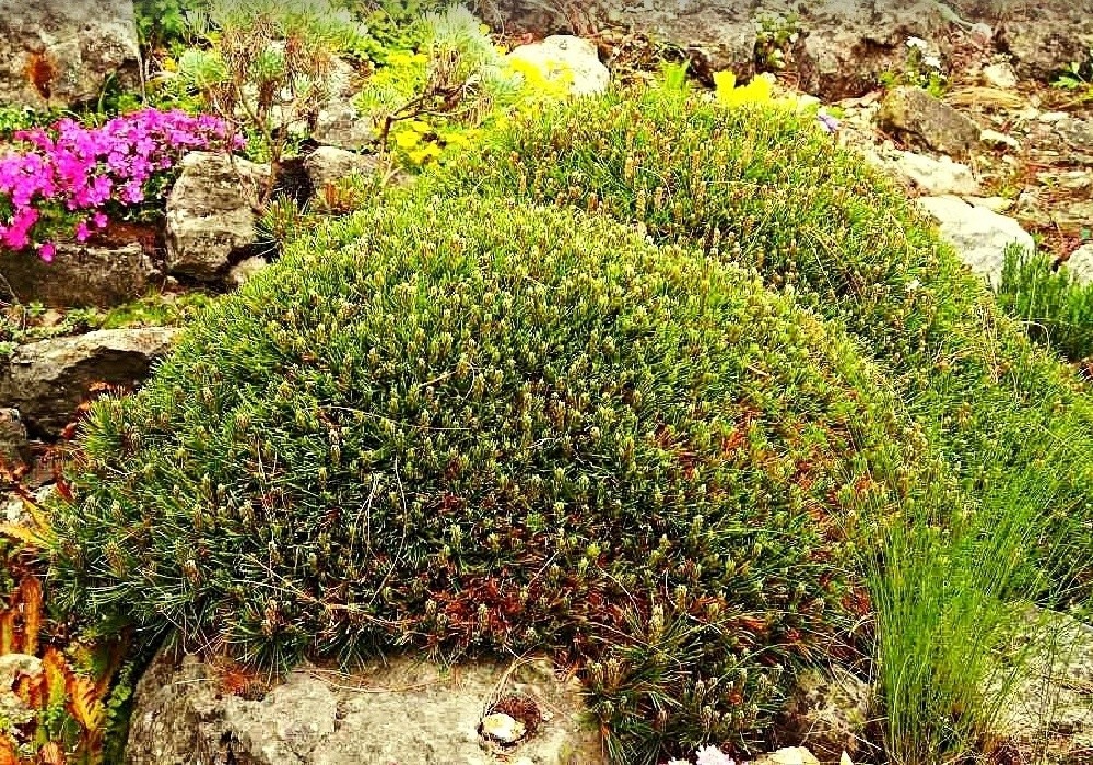 Pinus mugo Mughus, tvarovaná borovice kleč