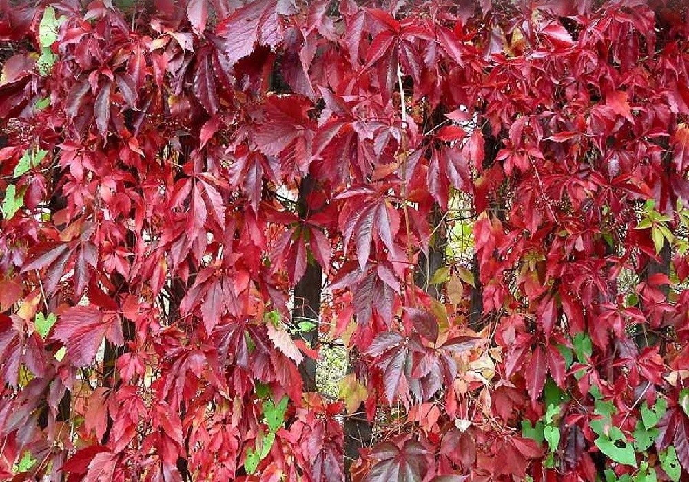 Partenocissus quinquefolia - přísavník, 'psí víno', podzim