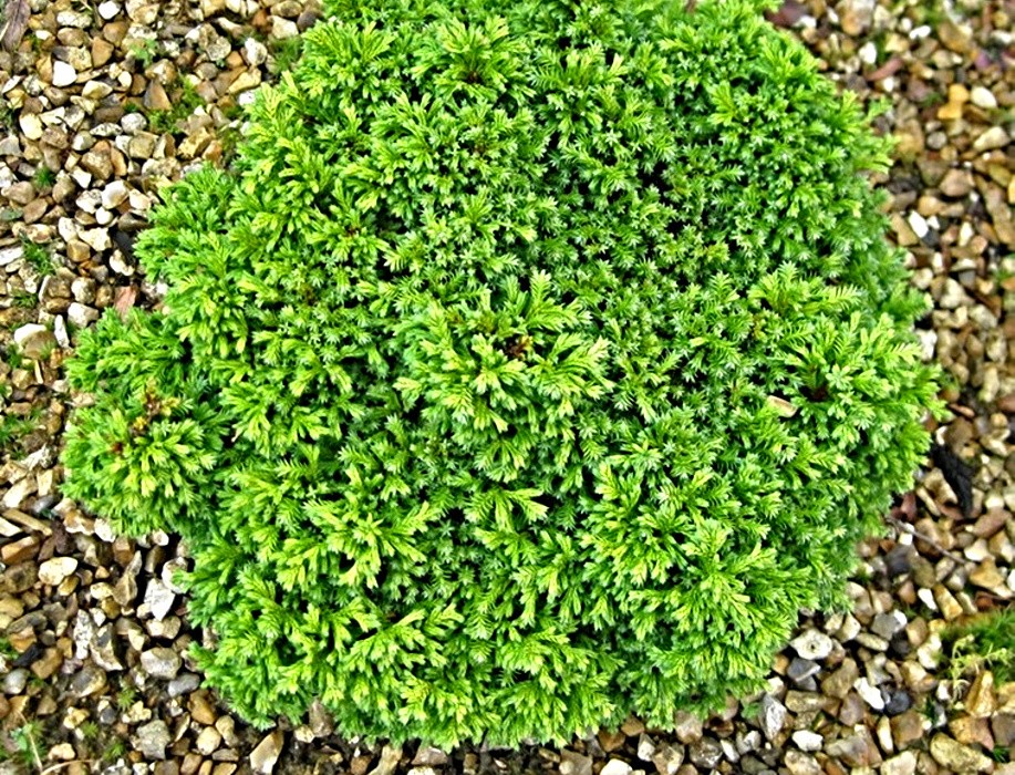 Chamaecyparis pisifera Compressa - miniaturní cypřišek pro každou skalku