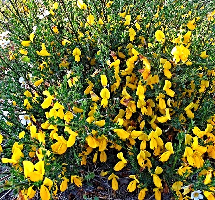 Cytisus scoparius - čilimník