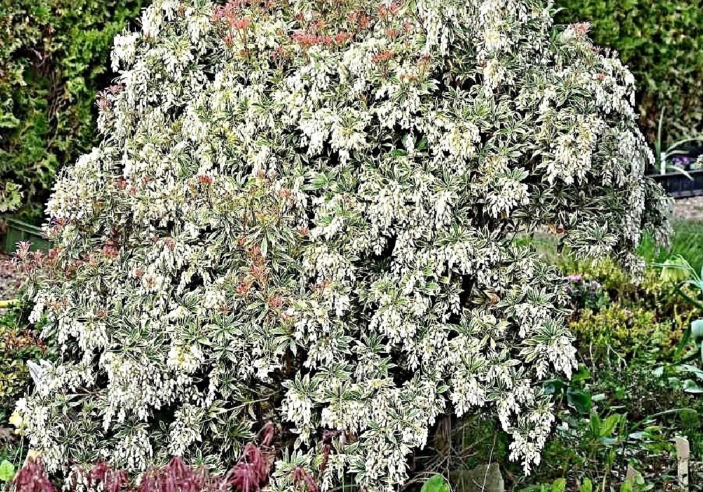 Dosud nevídaně zakvetl pieris Variegata na jaře roku 2013