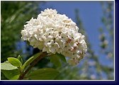 Viburnum  carlcephallum - kalina 