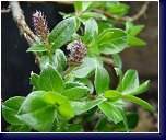 Salix alpina - botanická vrbička 
