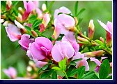 Cytisus praecox - čilimník 