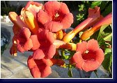 Campsis radicans - trubač 