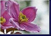 Clematis montana MAYLEEN - plamének 