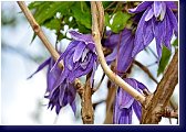 Clematis macropetala - krásný botanický plamének 