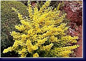 Berberis thurnbergii Aurea - dřišťál 