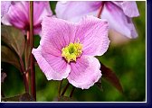 Clematis montana MAYLEEN - nový kultivar ve sbírce plaménků 