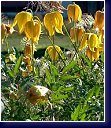 Clematis tangutica, botanický žlutý plamének 