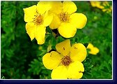 Potentilla fruticosa Klondike - mochna křovitá 