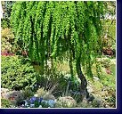 Larix decidua Pendula, převislý dekorativní modřín na naší skalce 
