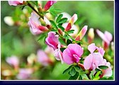 Cytisus praecox - čilimník 2015 
