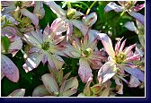 Clematis montana Marjorie - plamének 