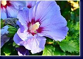 Hibiscus syriacus - venkovní syrský ibišek 