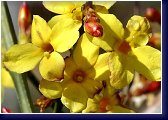Jasminum nudiflorum - pravý jasmín 