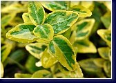 Euonymus fortunei Emerald Gold - brslen 
