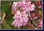 Kalina (viburnum bodnatense Dawn) vykvétá často již v lednu nebo v únoru 