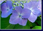 Hydrangea macrophylla - hortenzie, detail 