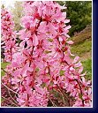 Prunus tenella  Fire Hill - okrasná mandloňka 