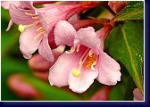 Weigela Picollo - detail 