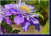 Clematis Multi Blue.- plnokvětá modrá forma plaménku 