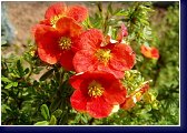 Potentilla fruticosa Red Ace - mochna křovitá 