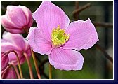 Clematis montana MAYLEEN - botanický plamének 
