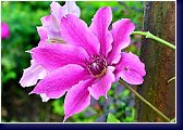 Clematis Dr. Ruppel, nový hybridní plamének z jara 2014 