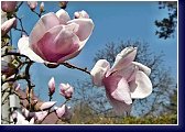 Magnolia x soulangeana, magnolia, šácholan 