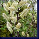 Salix hastata Verhanii - vrba, 'kočička' 