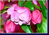 Malus Van Eseltine - květ okrasné jabloně 