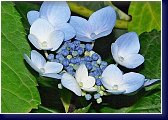 Hydrangea macrophylla - hortenzie 