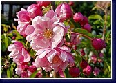 Malus Van Eseltine - okrasná jabloň 
