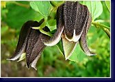 Clematis pitscherii  - botanický plamének 