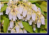Pieris japonica Prelude - květ pierisu 