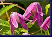 Clematis montana Rubra - botanický červený plamének 