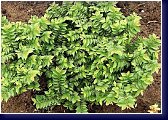 Ulmus elegaantissima Jacqueline Hillier - jilm, ideální na bonsaje 