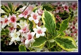 Weigela florida Variegata - vajgélie okrasná květem i listem 