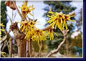 Hammamelis japonicum - vilín, první květy na zahradě, ještě v tuhé zimě 
