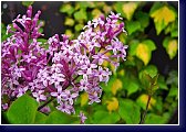 Syringa velutina - zakrslý vonný šeřík 