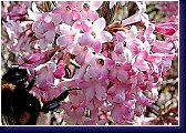Kalina (viburnum bodnatense Dawn) někdy rozkvétá již v zimě a kvete celé předjaří  