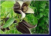Clematis pitscherii, botanický plamének 