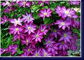 Clematis Kakio 