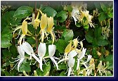 Lonicera Halliana - kvetoucí, silně vonný zimolez 