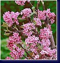 Viburnum bodnatense Dawn - kalina 