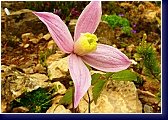 Clematis macropetala Rosea - plamének 