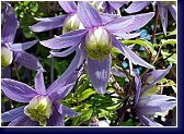 Clematis alpina, botanický plamének, Foto Jaroslav Švec 