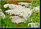 Spiraea arguta - tavolník 2013 