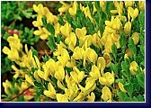 Cytisus decumbens - plazivý  čilimník 